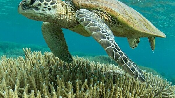 Lady Elliot Island