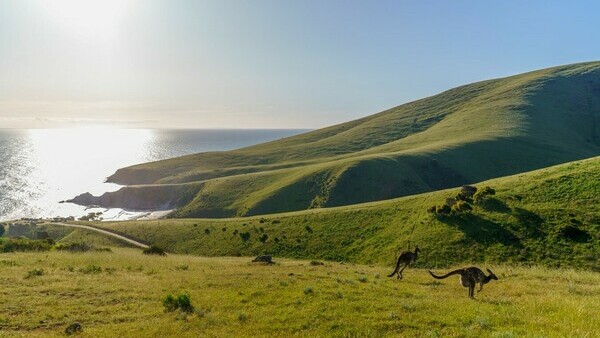 Bruny Island - an award-winning Wilderness Cruise
from $195.00 per person