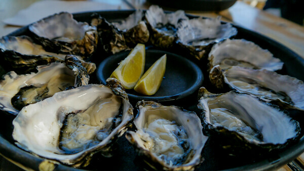 Oyster farm